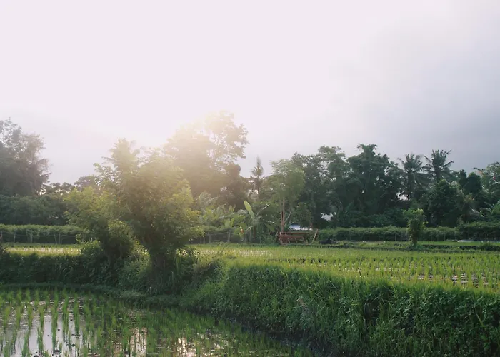 Thantha * Ubud